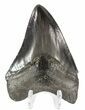 Serrated Megalodon Tooth - Georgia #54855-1
